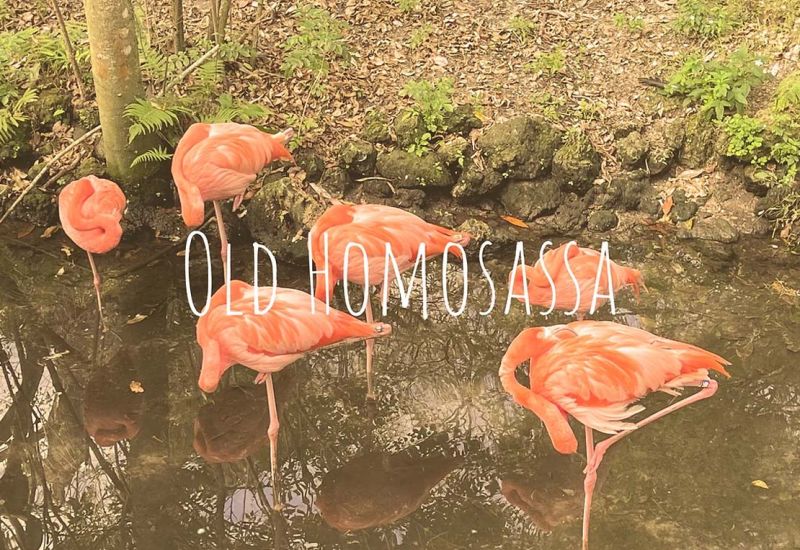 Escape to Paradise: Discovering the Charm of Old Homosassa Springs, Florida with Gulf Coast Getaways cover image