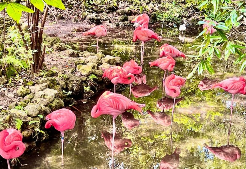 🐾 Guide to Ellie Schiller Homosassa Springs Wildlife State Park cover image