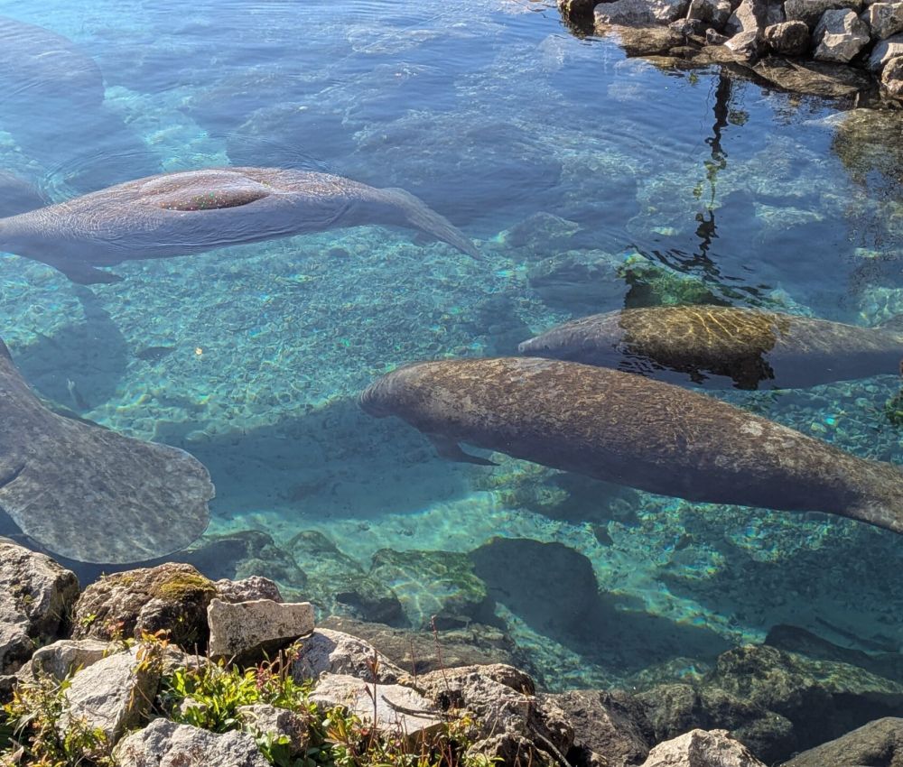 Manatees in Three Sisters Spring Crystal River Florida Vacation Rentals 