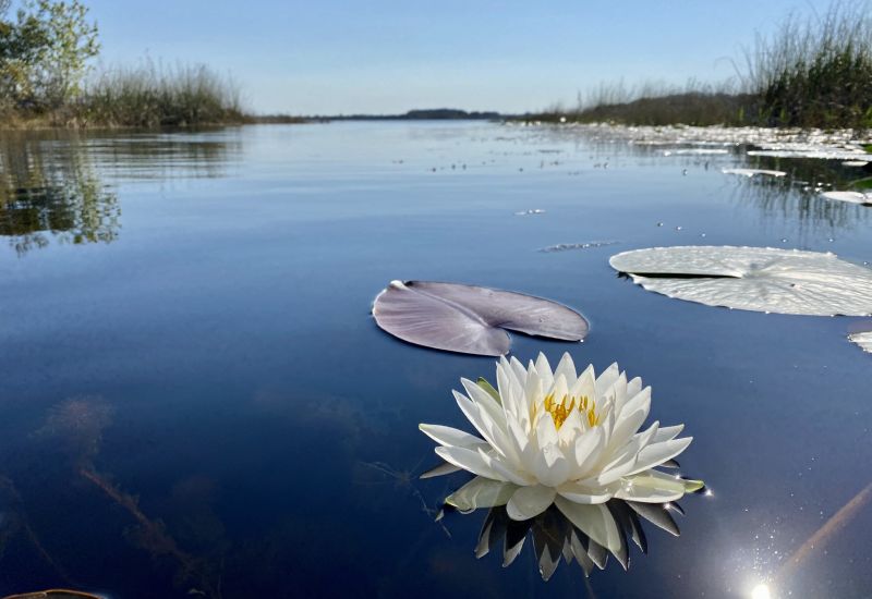 Your Complete Hernando Vacation Guide: Lakes, Springs & Nature Coast Adventures cover image